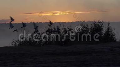 夕阳西下，一群鸽子在一个野湖上起飞